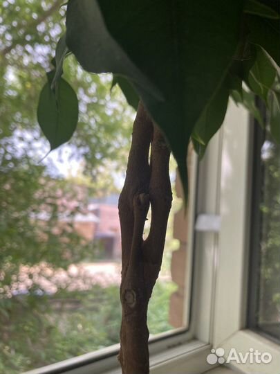 Фикус бенджамина