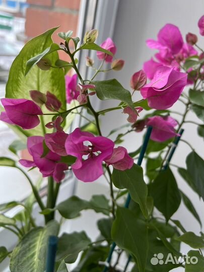 Эсхинантус Бугенвиллея Псевдэрантемум Диффенбахия