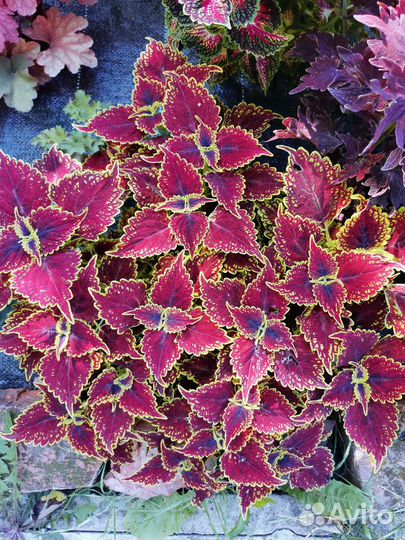 Колеусы вегетативные