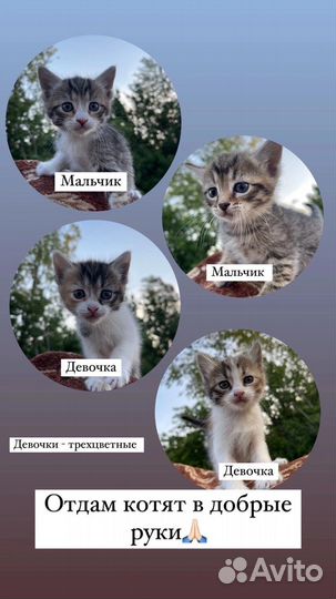 Котята в добрые руки