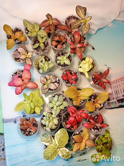 Фиттонии самые красивые сорта