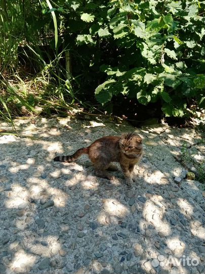 Шотландский вислоухий кот 2 г бронь