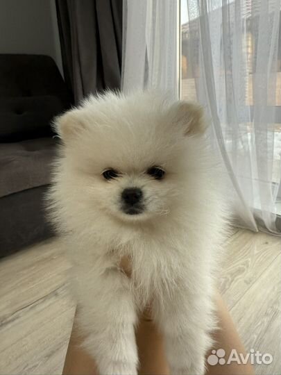 Щенки шпица