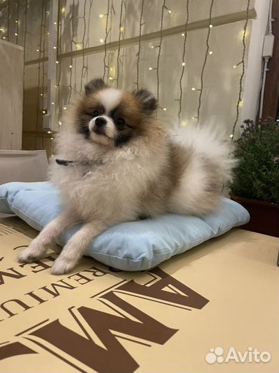 Шпиц померанец