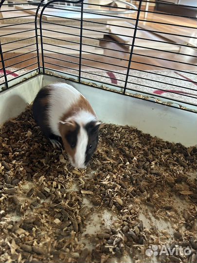 Морская свинка мальчик