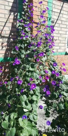 Ипомея шикарная лиана