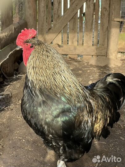 Петух молодой
