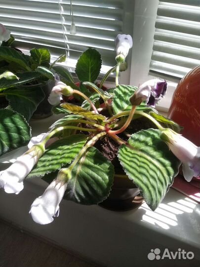 Глоксиния цветущая