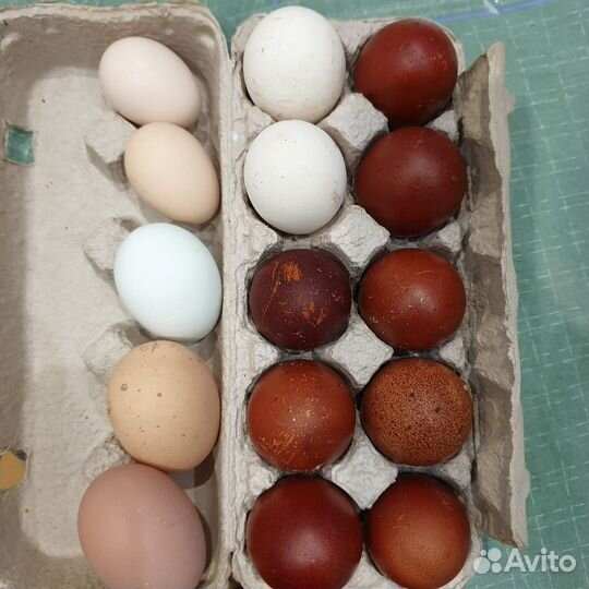 Инкубационное яйцо и цыплята.Араукан,маран и т.д