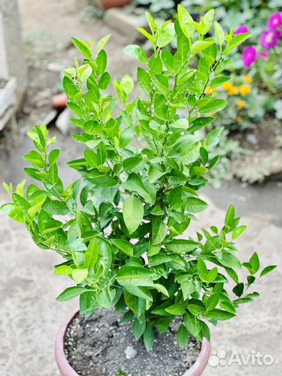 Лимонное дерево