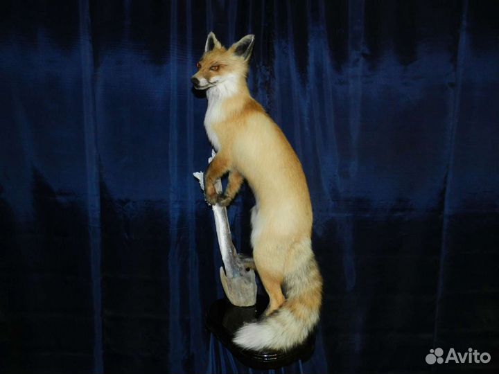 Таксидермия