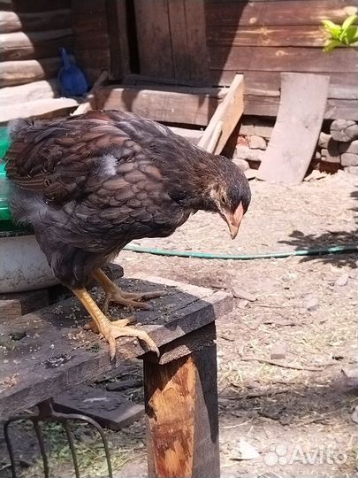 Цыпленок породы Виандот. Вывод 5.04