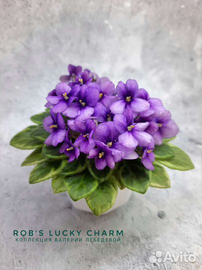 Фиалка Rob's Lucky Charm