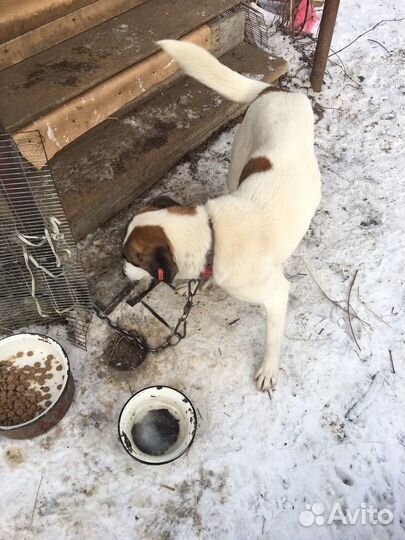 Собака охранная