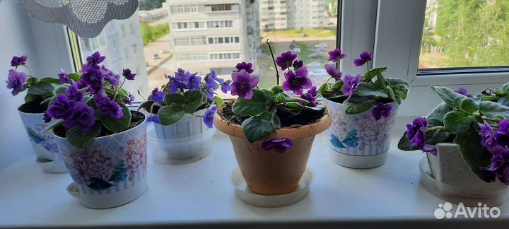 Сортовые фиалки,в горшках