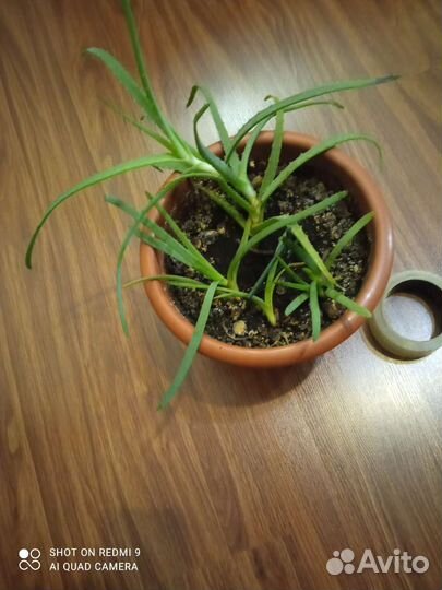 Домашние растения