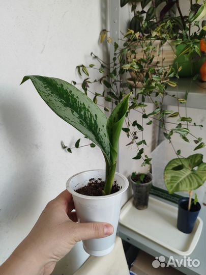 Комнатные растения