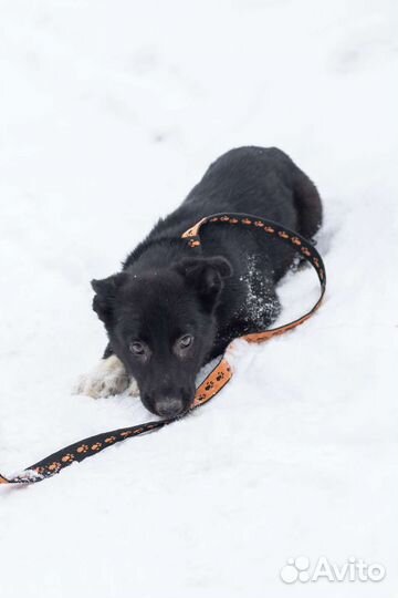 Милейшие щеночки, 3 мес