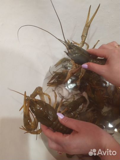 Раки живые в наличии