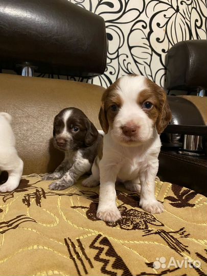 Щенки русского спаниеля