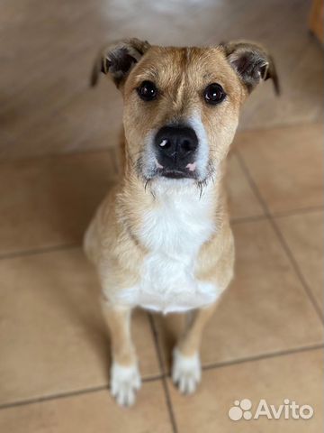 Собака в добрые руки