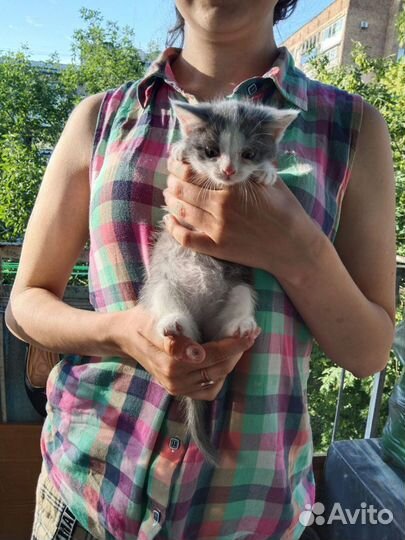 Котята отдам бесплатно