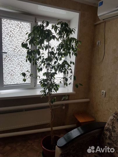 Фикус Бенджамина