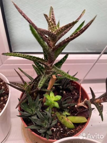 Хавортия. Гастерия