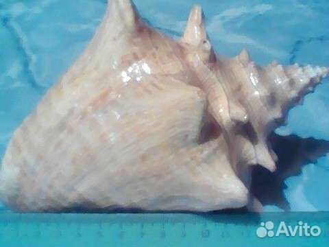 Ракушка морская. Сувенир