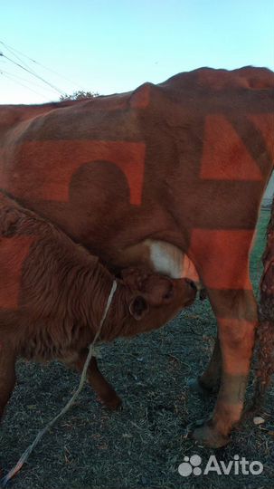 Корова дойная с теленком