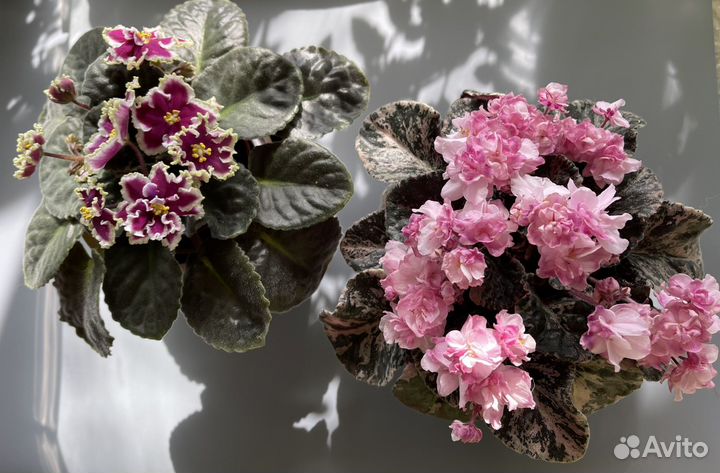 Фиалки листья