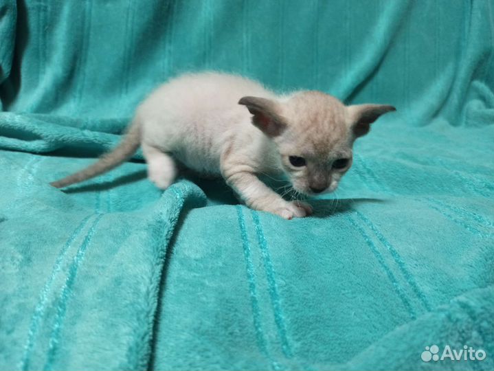 Котята сфинкс