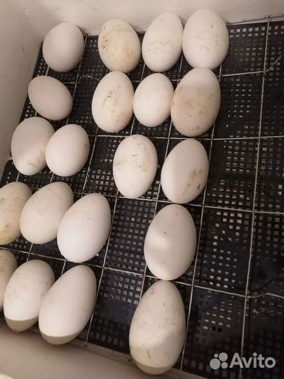 Инкубационное яйцо кур (куры разные породы)