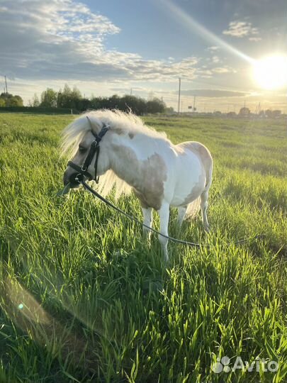 Шетлендский пони