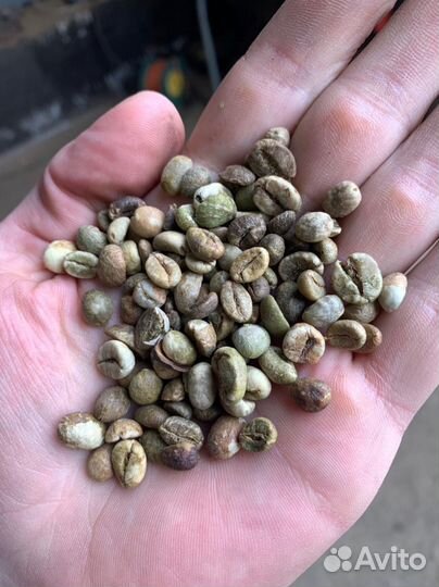 Кофе в зернах робуста 16 и арабика 18