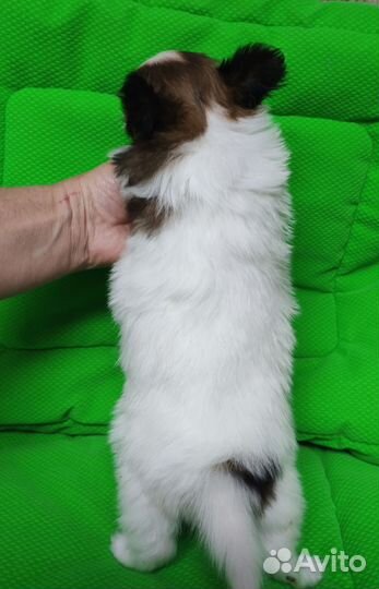 Очаровательная девочка