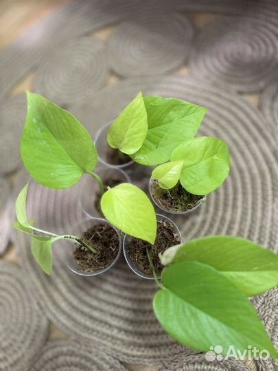 Сциндапсус неон