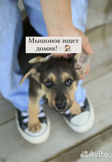 Щенок в добрые руки