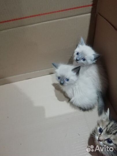 Котята в добрые руки