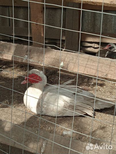 Мускусные утки