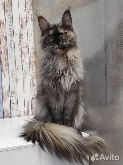 Взрослые девочки мейн-кун