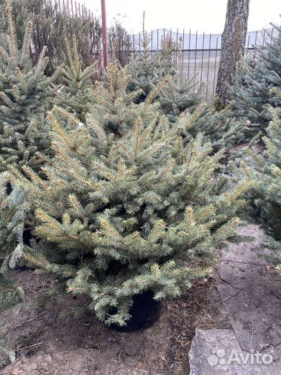 Ель голубая и зеленая