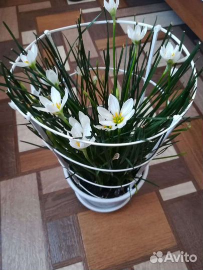 Зефирантес