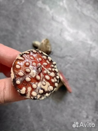 Грибы керамика