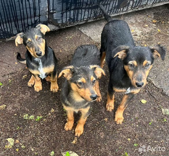 Щенок ищет дом