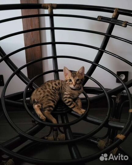 Бенгальский котенок 4 мес
