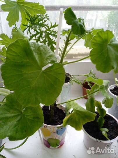 Пеларгония герань белая, ярко и нежно розовая