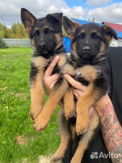 Щенки Немецкой овчарки