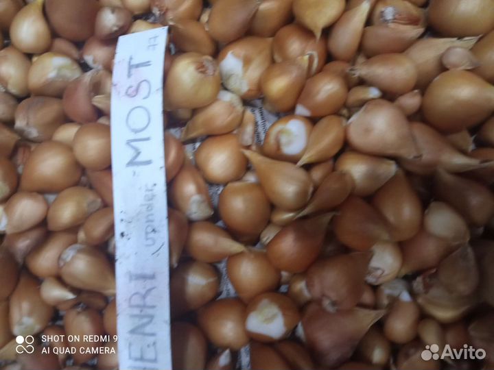 Луковицы тюльпанов