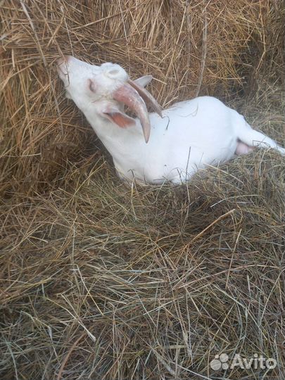 Чешские козочки